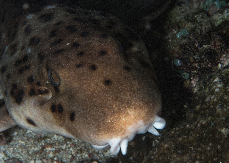 Scientists Just Discovered a New Walking Shark, and It Has a Very Fitting Nickname