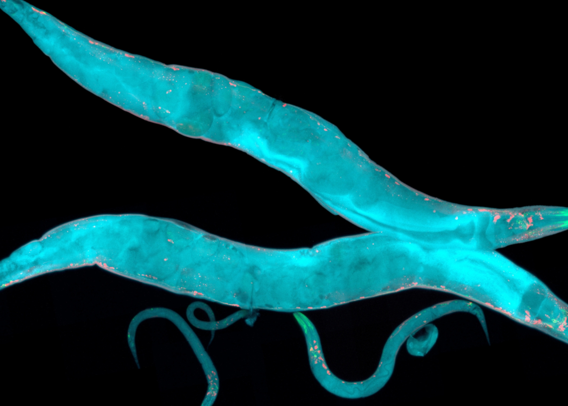 Scientists Just Discovered the Secret Behind One of Nature’s Smartest Brainless Organisms