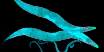 Scientists Just Discovered the Secret Behind One of Nature’s Smartest Brainless Organisms
