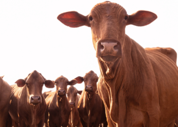 Scientists Say Cows Might Recognize Human Faces, Which Is Bad News for Grilling Season