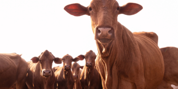 Scientists Say Cows Might Recognize Human Faces, Which Is Bad News for Grilling Season