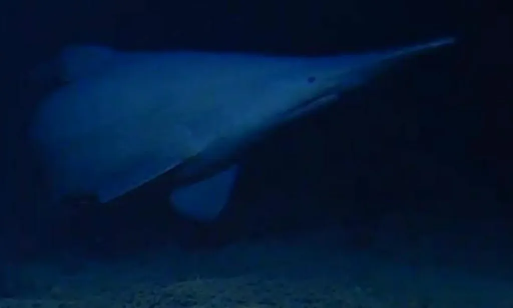 A ghostly pale shark, with a long, pointy snout, swims in dark blue water.