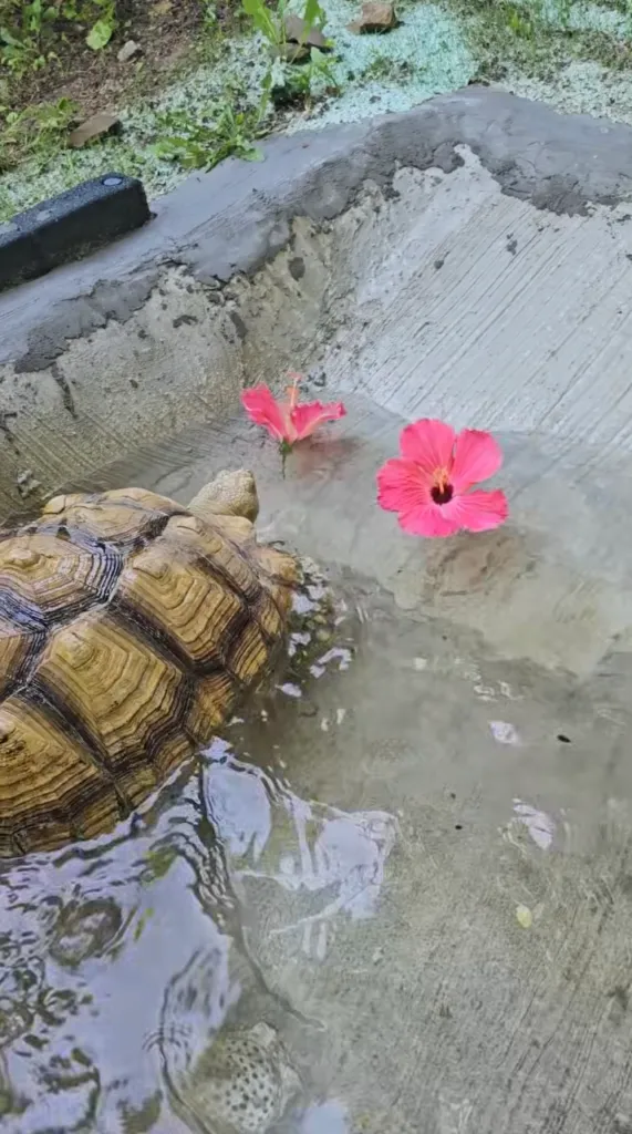 Liam the tortoise in shallow water with two pink hibiscus flowers.