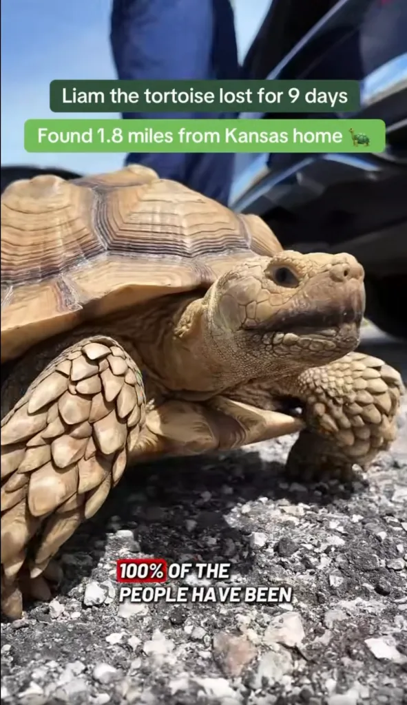 Liam the tortoise, found 1.8 miles from home after being lost for 9 days.