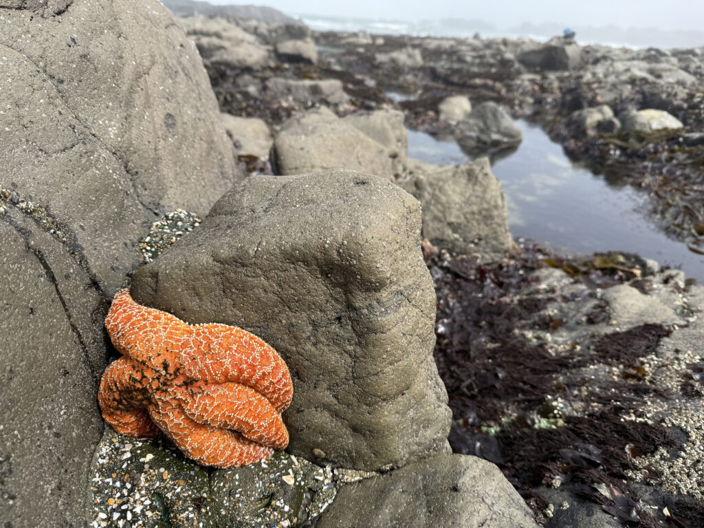 After massive die-off of sea stars, biologist sees a surprising ‘baby boom’