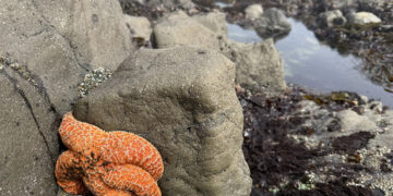 A record die-off of sea stars was followed by something that stunned biologists