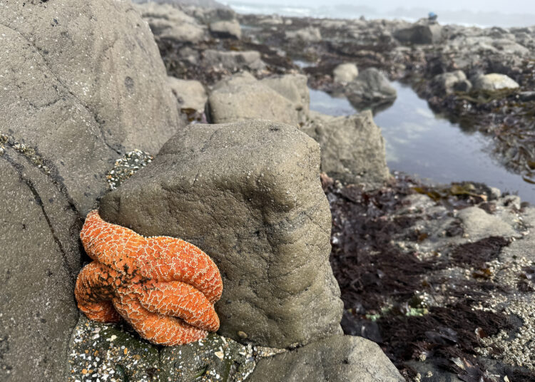A record die-off of sea stars was followed by something that stunned biologists