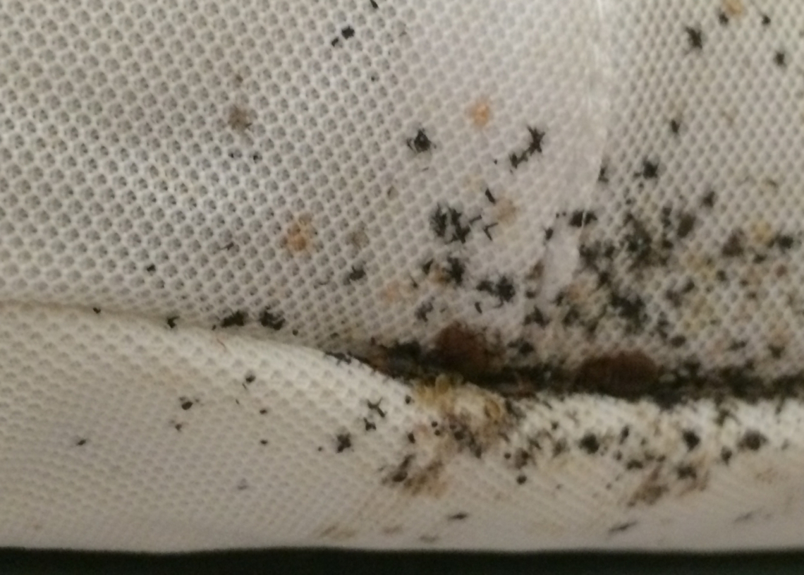 The Government Office Tasked With Fighting Bugs Is Currently Battling Bed Bugs. Seriously.