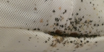 The Government Office Tasked With Fighting Bugs Is Currently Battling Bed Bugs. Seriously.