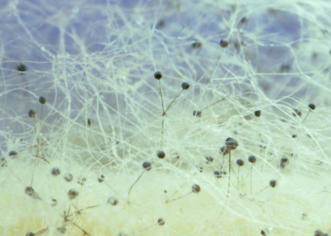 There’s an Unfathomably Huge Network of Fungi Lurking Beneath the Earth