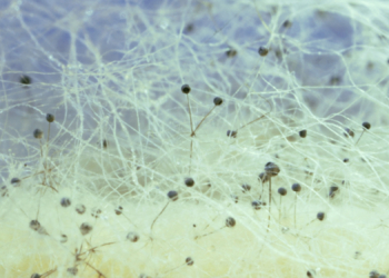There’s an Unfathomably Huge Network of Fungi Lurking Beneath the Earth
