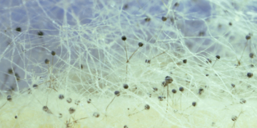 There’s an Unfathomably Huge Network of Fungi Lurking Beneath the Earth