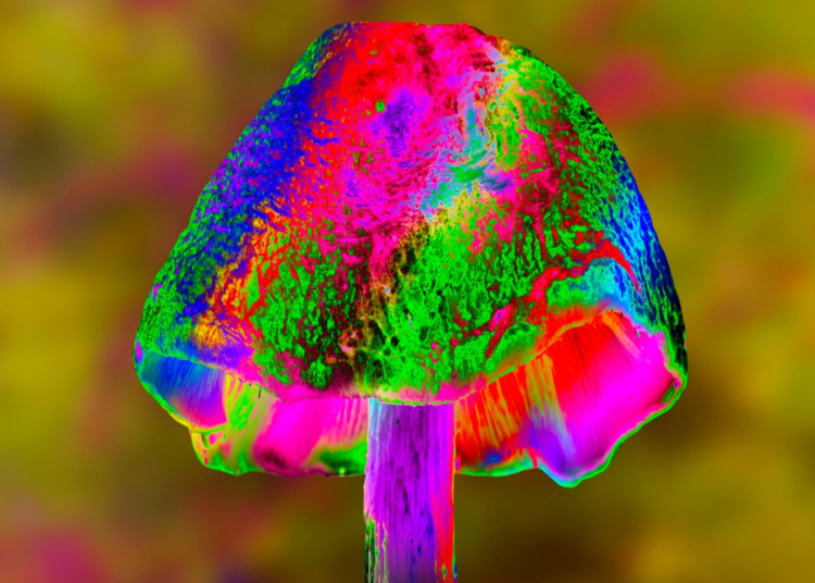 This Mushroom Makes People Hallucinate Tiny People, and Scientists Don’t Know Why