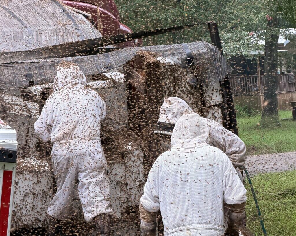 A truck crash released 20 million bees. Local beekeepers rushed to save them.