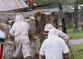 A truck crash released 20 million bees. Local beekeepers rushed to save them.