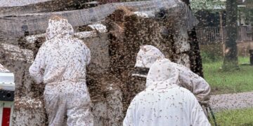 A truck crash released 20 million bees. Local beekeepers rushed to save them.
