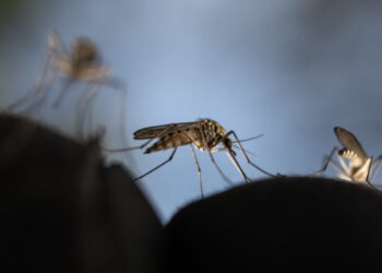 The 5 mosquito-borne diseases you’re most likely to get in the U.S.