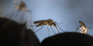 The 5 mosquito-borne diseases you’re most likely to get in the U.S.