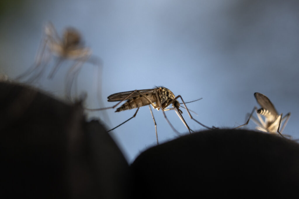 The 5 mosquito-borne diseases you’re most likely to get in the U.S.