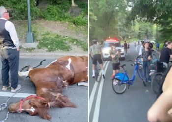 NYC carriage horse collapses and dies in Central Park traumatizing parkgoers