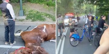 NYC carriage horse ate ‘lethal’ amount of toxic plant in Central Park before dying, report finds 