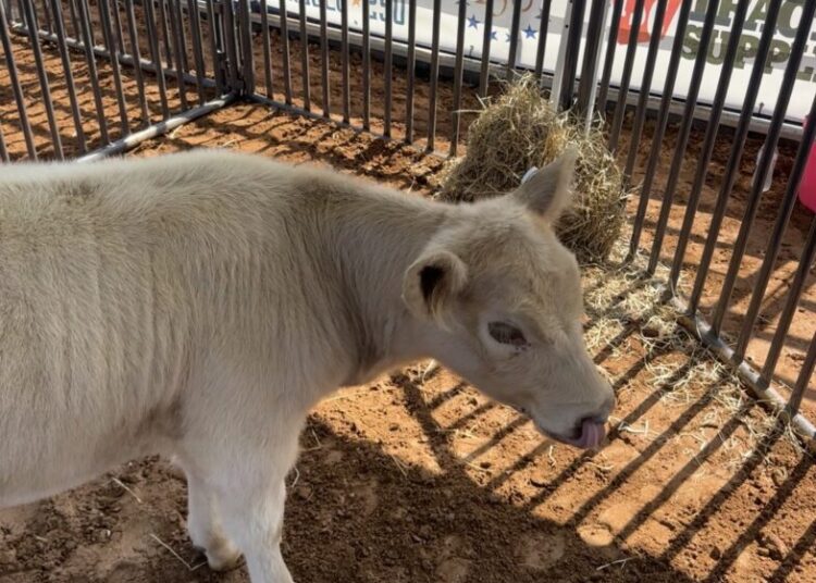 A calf named Melania and other sounds from our Great American State Fair visit