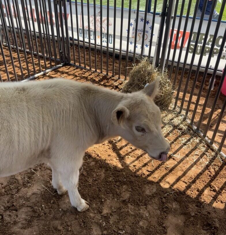 A calf named Melania and other sounds from our Great American State Fair visit