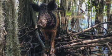 The feral hogs ravaging America could come to your home next