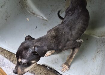 Sanitation workers saved a dog from a trash can. Then one of them adopted him.