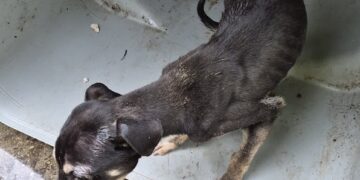 Sanitation workers saved a dog from a trash can. Then one of them adopted him.