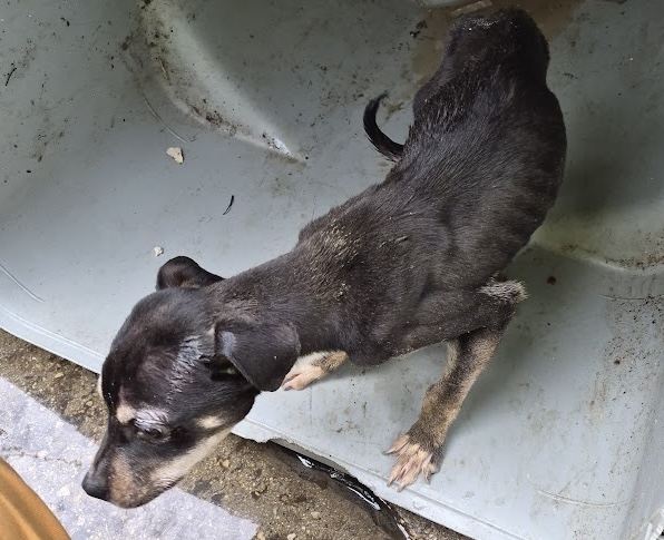 Sanitation workers saved a dog from a trash can. Then one of them adopted him.
