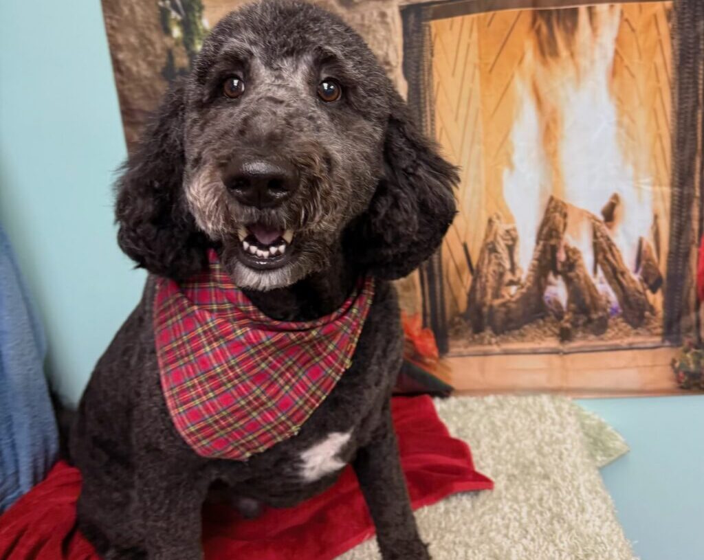 Her house was on fire. Her poodle’s frantic barking helped save her life.