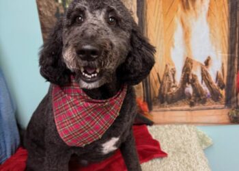 Her house was on fire. Her poodle’s frantic barking helped save her life.