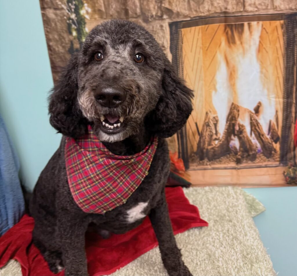 Her house was on fire. Her poodle’s frantic barking helped save her life.