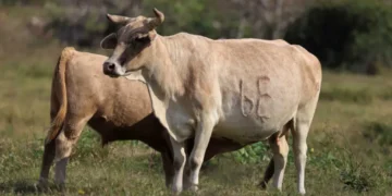 Raw milk outbreak has spread across most of red state — and isn’t over yet