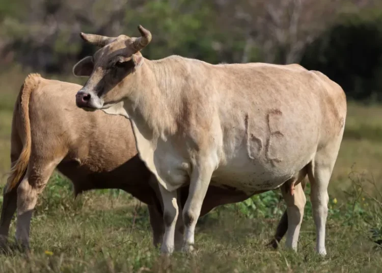 Raw milk outbreak has spread across most of red state — and isn’t over yet