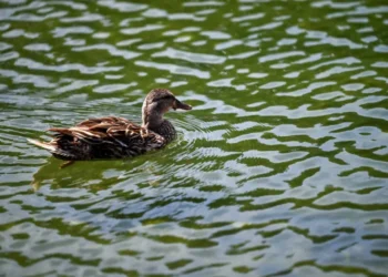 Journalist reports on harm to ducks from Reflecting Pool: ‘It’s worse than you think’