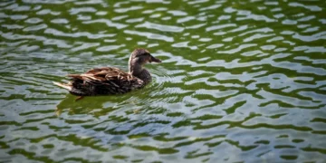 Journalist reports on harm to ducks from Reflecting Pool: ‘It’s worse than you think’