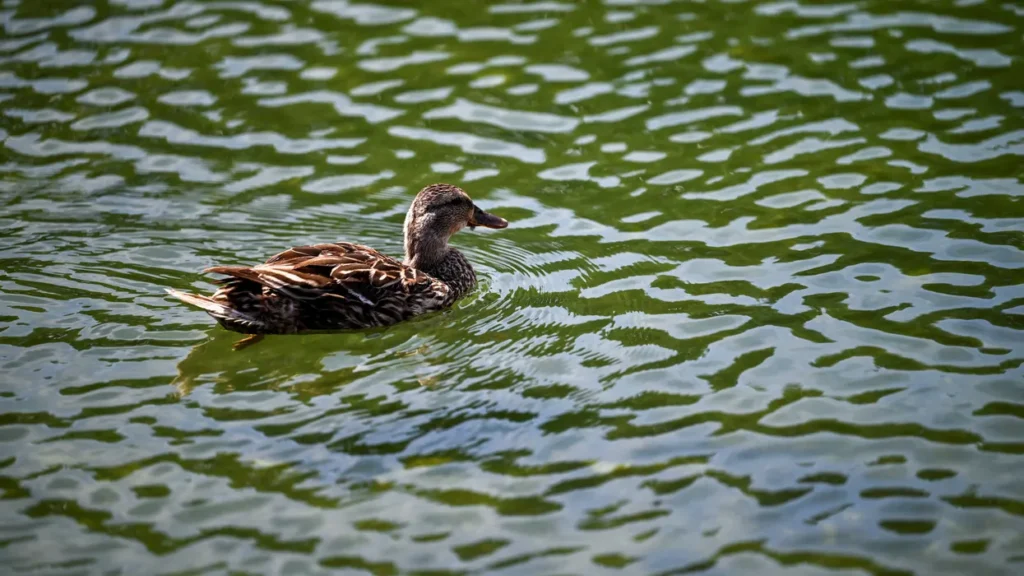 Journalist reports on harm to ducks from Reflecting Pool: ‘It’s worse than you think’