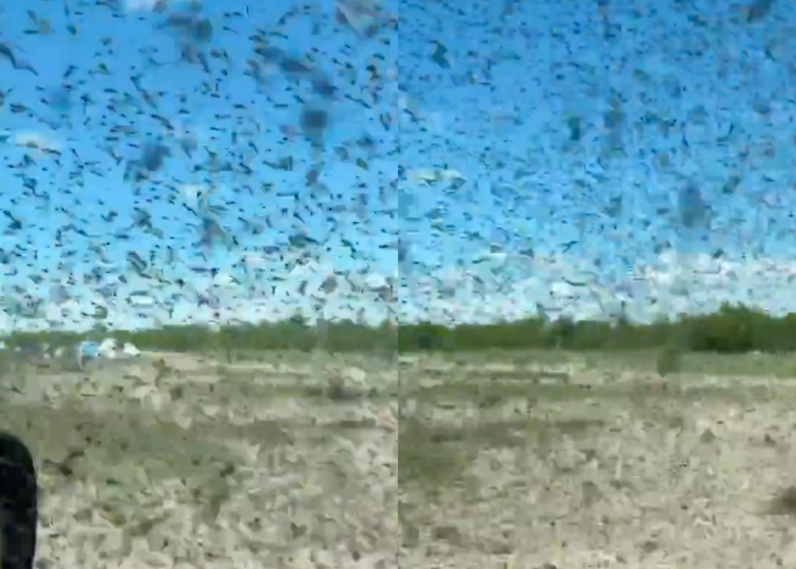 Swarm of Parasite-Carrying Mosquitoes Traps Tourists in Their Cars in Horrifying Video