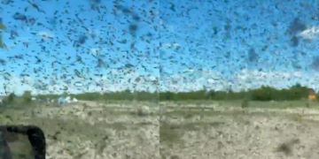 Swarm of Parasite-Carrying Mosquitoes Traps Tourists in Their Cars in Horrifying Video