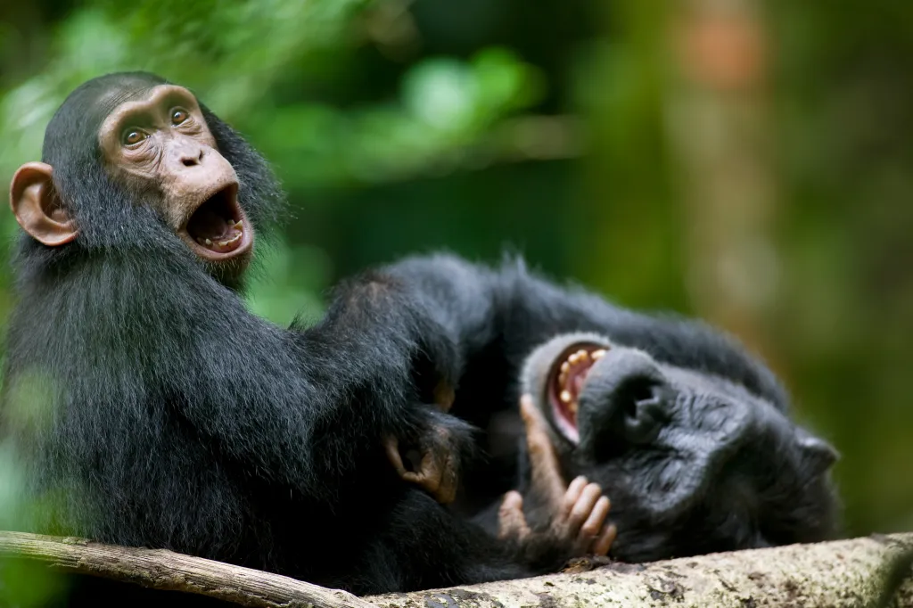 Two chimpanzees playing on a log in a forest.