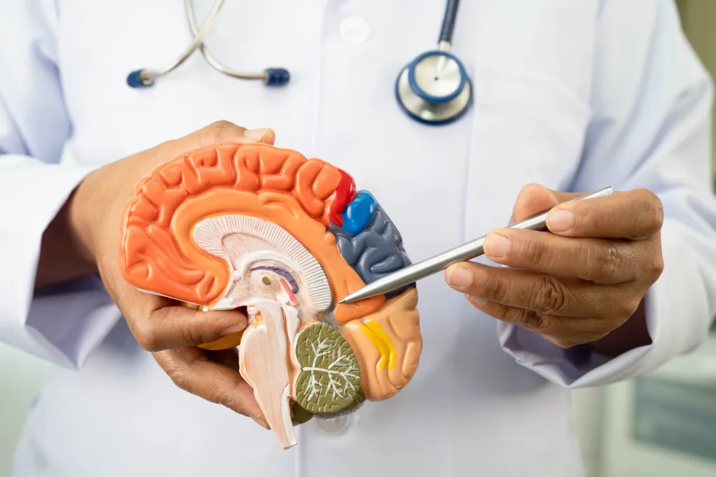A doctor in a white coat holds a human brain anatomy model and points to a section with a pen, demonstrating parts of the brain.