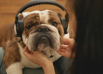 Americans Are Making Spotify Playlists for Their Dogs. These Are the Songs They’re Picking.