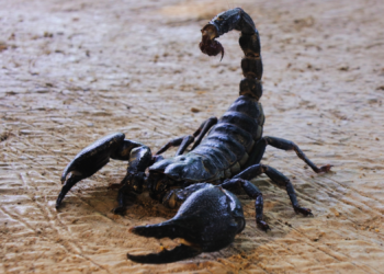 Before Humans, England Belonged to Horrifying Scorpions the Size of Dogs. Here’s What They Looked Like.