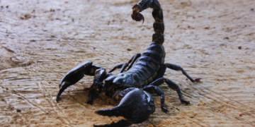 Before Humans, England Belonged to Horrifying Scorpions the Size of Dogs. Here’s What They Looked Like.