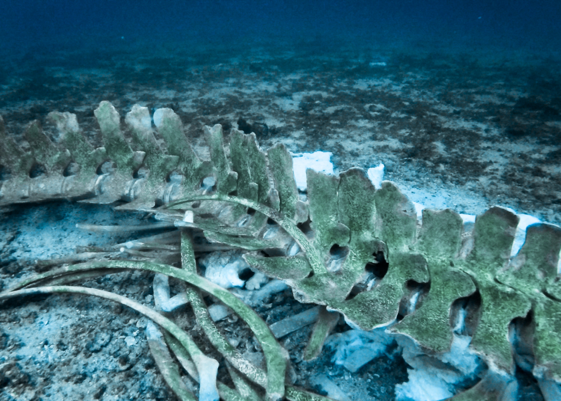 Scientists Found a Massive Whale Graveyard That’s Been Filling Up for 5 Million Years