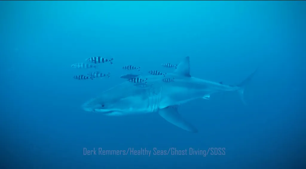 The shark.