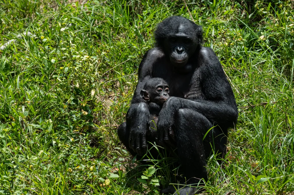A bonobo mother holds her baby in green grass.