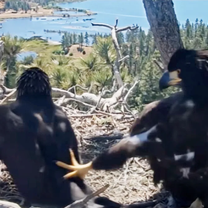 Two eaglets, Sandy and Luna, in their nest near Big Bear Lake, with one reaching out a talon.